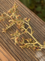 Artemisia sieberi