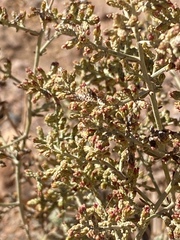 Artemisia sieberi