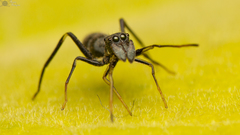 Myrmarachne marshalli