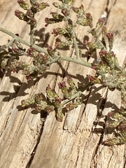 Artemisia sieberi