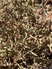Artemisia sieberi