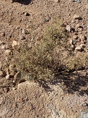 Artemisia sieberi