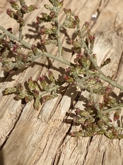 Artemisia sieberi