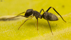 Myrmarachne marshalli