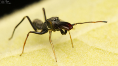 Myrmarachne marshalli