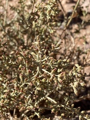 Artemisia sieberi