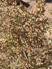 Artemisia sieberi