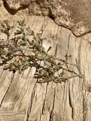 Artemisia sieberi