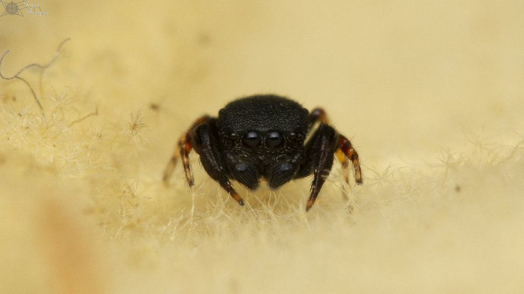 Xuriella