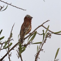 Sporophila cinnamomea