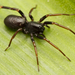 Cambalida Dark Sac Spider - Photo (c) Ruan Booysen, some rights reserved (CC BY-NC), uploaded by Ruan Booysen
