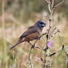Cyanoloxia glaucocaerulea