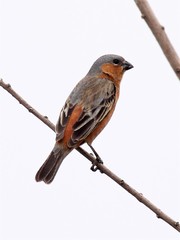 Sporophila hypoxantha