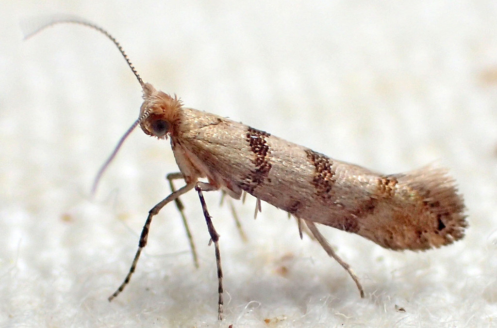 Argyresthia franciscella