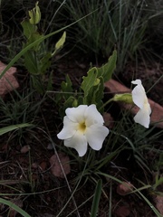 Thunbergia atriplicifolia