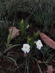 Thunbergia atriplicifolia