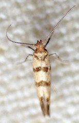 Argyresthia franciscella