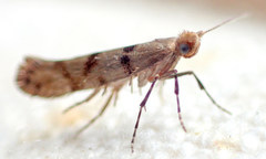 Argyresthia franciscella