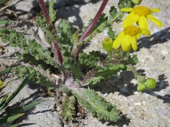Senecio vernalis