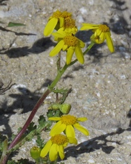 Senecio vernalis