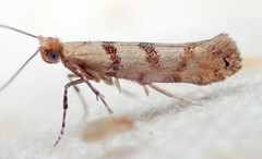 Argyresthia franciscella