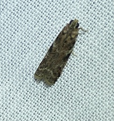 Ephestiopsis oenobarella