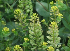 Lepidium perfoliatum
