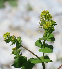 Lepidium perfoliatum