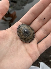 Cellana sandwicensis