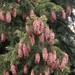 Oriental Spruce - Photo (c) Alenka Mihoric, some rights reserved (CC BY-NC), uploaded by Alenka Mihoric