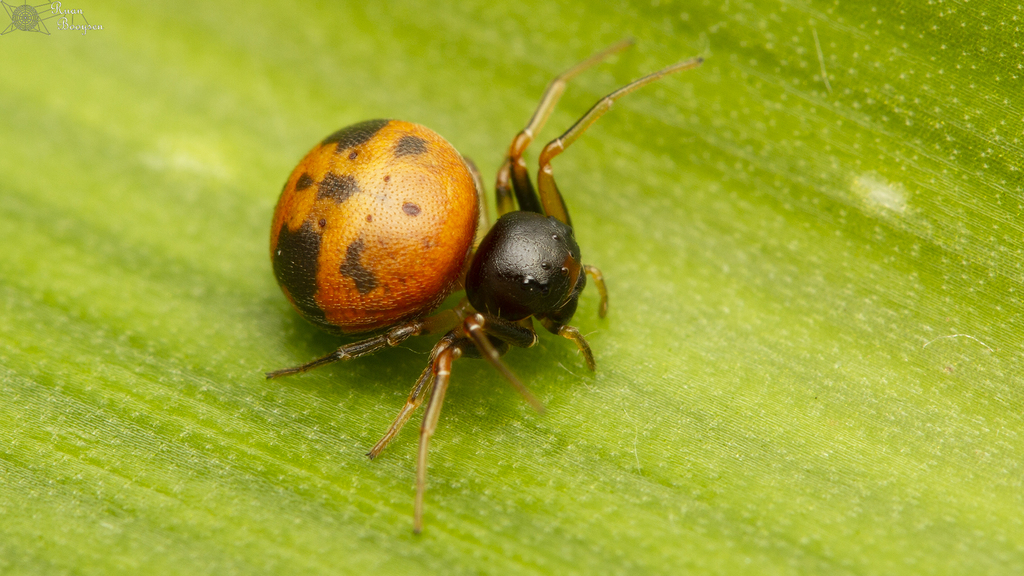 Mystaria mnyama