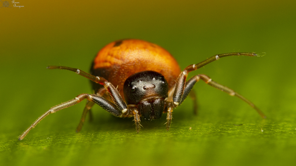 Beetle crab spiders