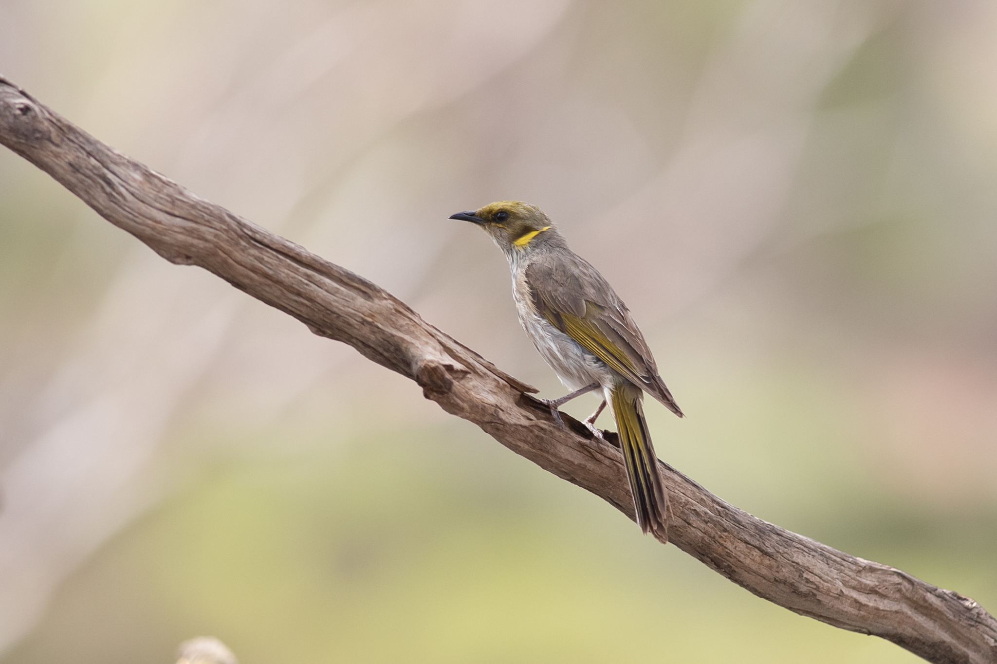 Yellow-plumed Honeyeater illustration