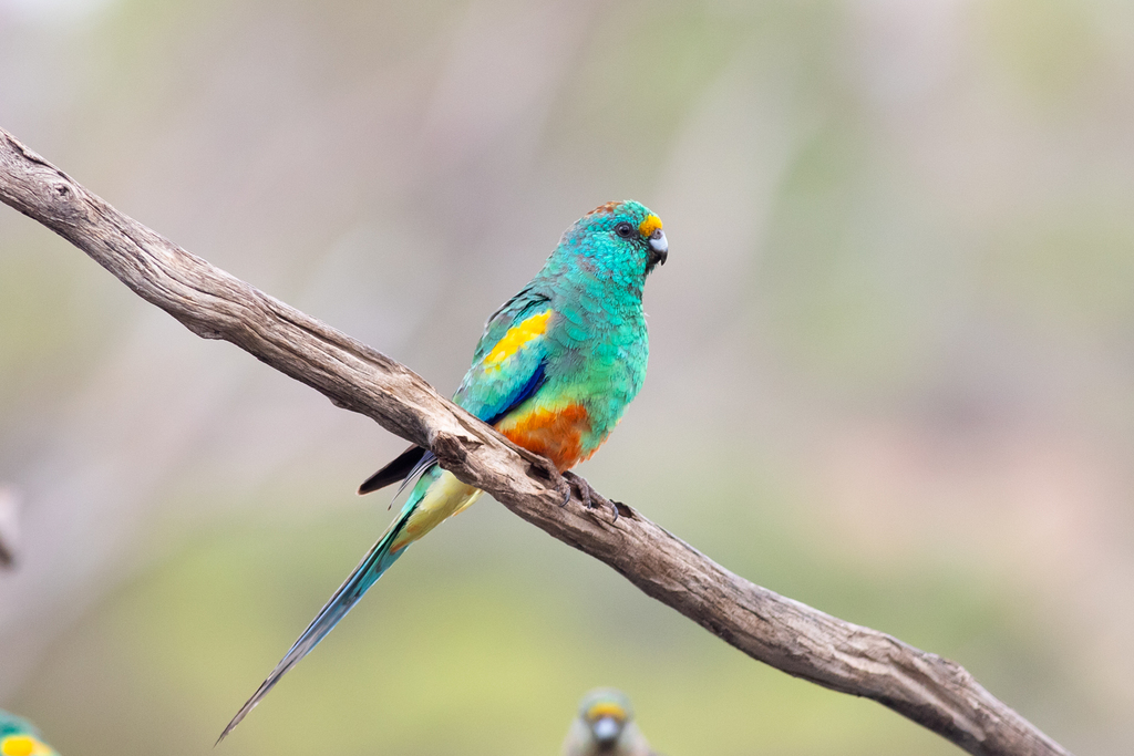 Mulga Parrot photo