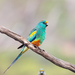 Mulga Parrot - Photo (c) Kym Nicolson, some rights reserved (CC BY), uploaded by Kym Nicolson