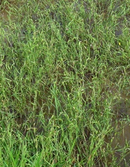 Cornucopiae cucullatum