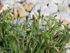 Cornucopiae cucullatum