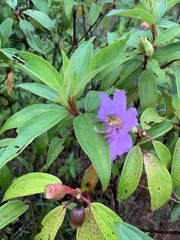 Melastoma septemnervium