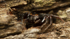 Stiphropus bisigillatus