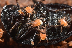Parasitinae