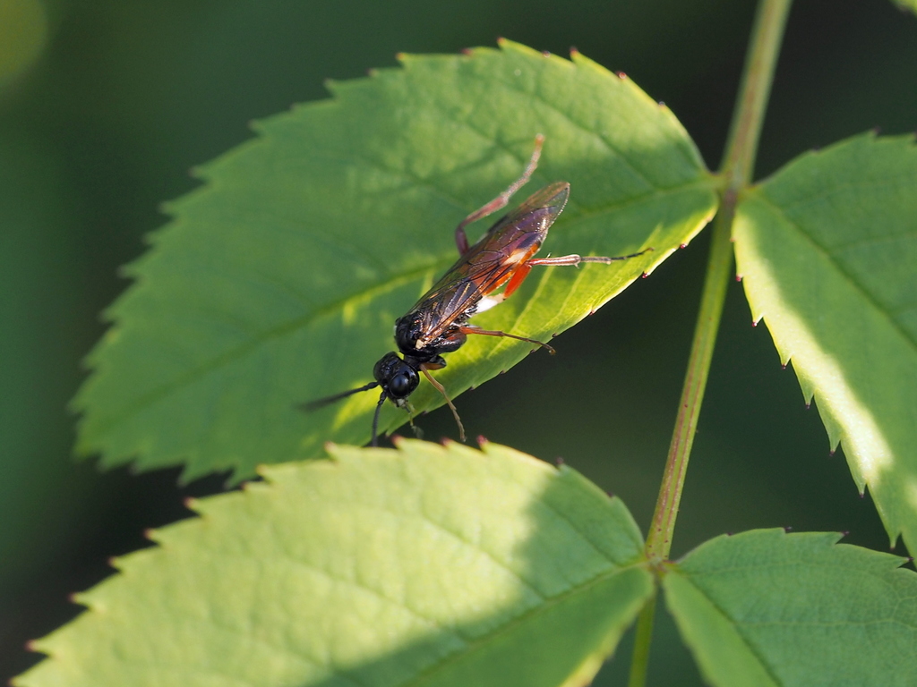 Taxonus sticticus