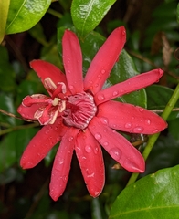 Passiflora glandulosa