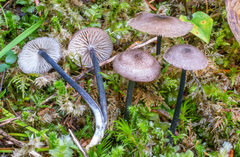 Entoloma lampropus