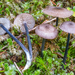 Entoloma lampropus - Photo (c) Nicolò Oppicelli, algunos derechos reservados (CC BY-NC), subido por Nicolò Oppicelli