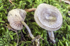 Entoloma undatum