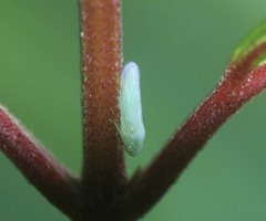 Signoretia