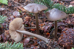 Entoloma hirtipes