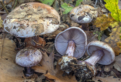 Cortinarius violaceipes