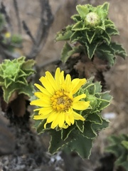 Haplopappus foliosus