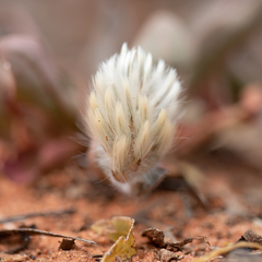 Ptilotus seminudus